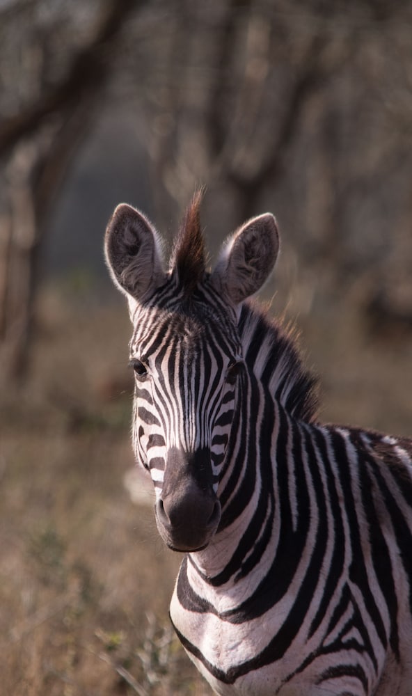 Leopard Mountain Safari Lodge 24/74
