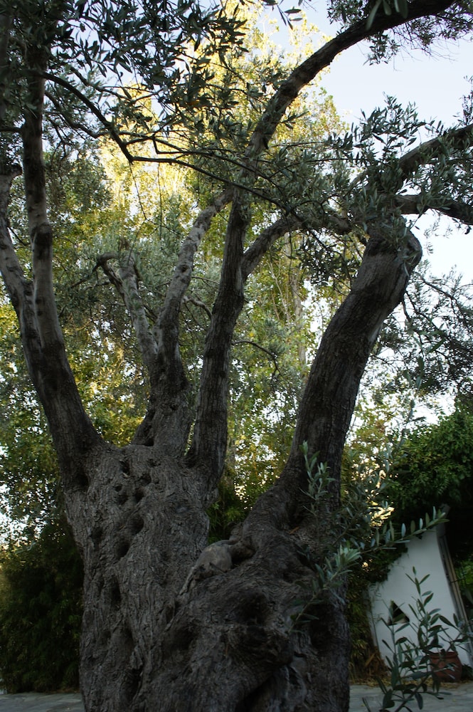 Andromeda Sifnos 35/50