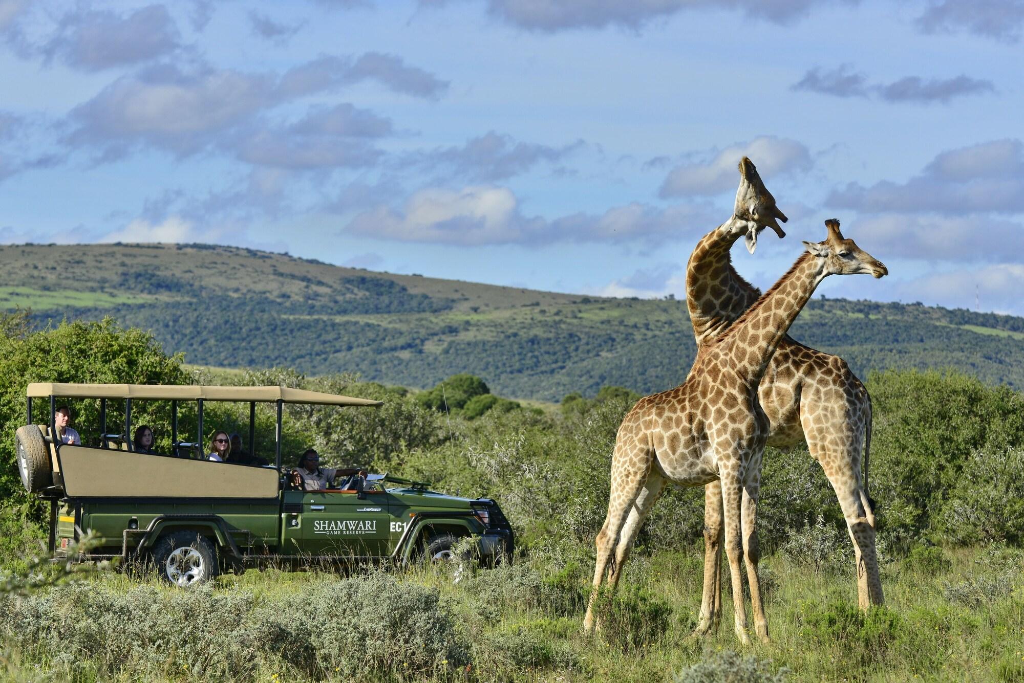 Shamwari Game Reserve - Eagles Crag 52/55