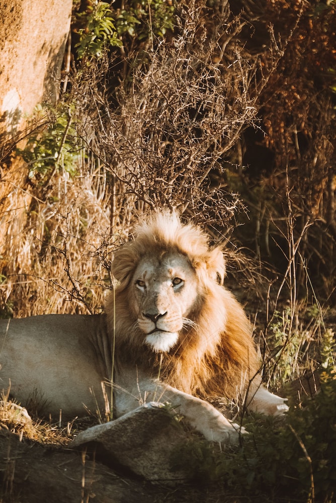 Nkomazi Game Reserve 61/69