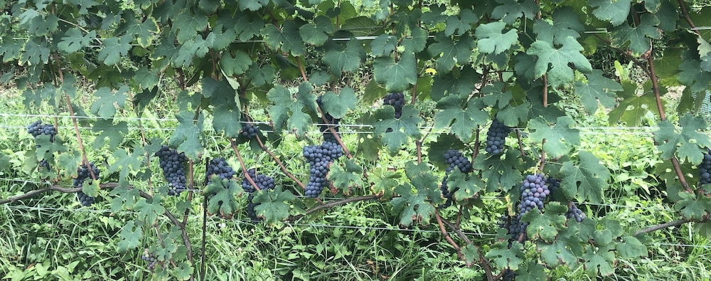 Cascina Bellonuovo - Agriturismo 45/50