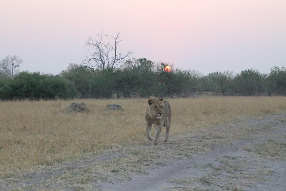 Khwai Tented Camp 29/50