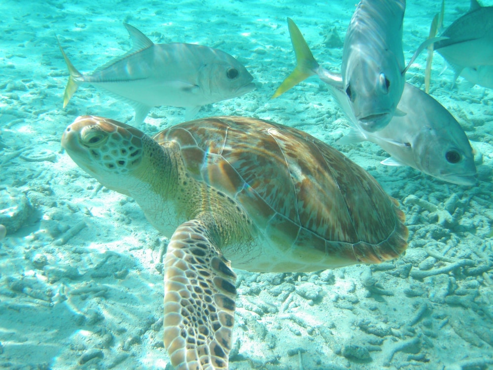 Shaka Caye 14/50
