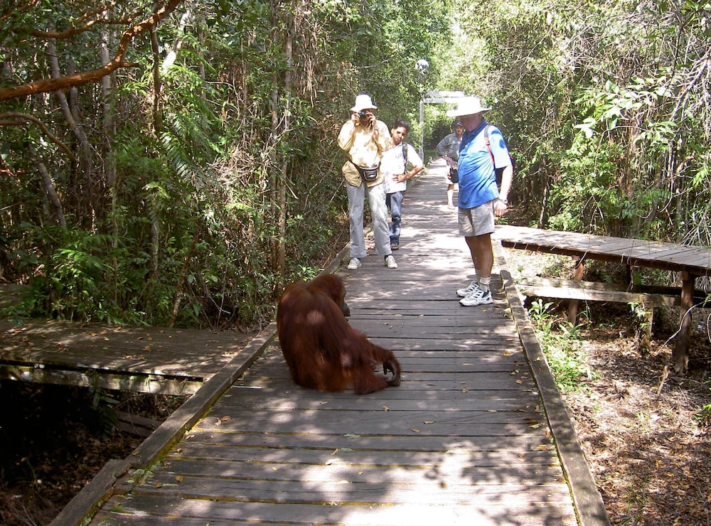 Rimba Orangutan Eco Lodge 21/43