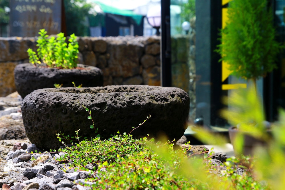 Jeju Baraki 33/39