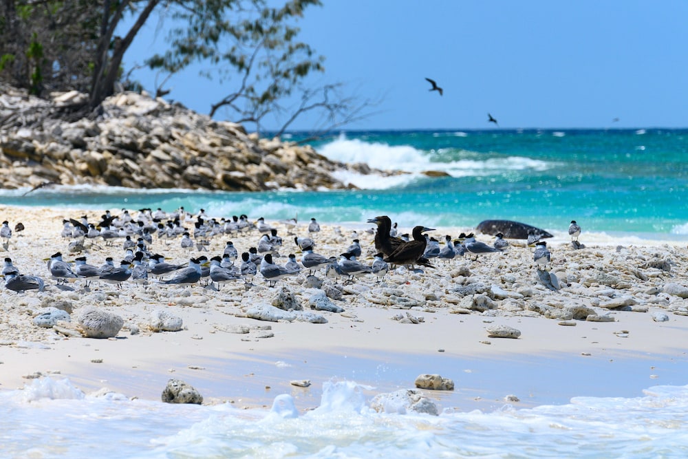 Wilson Island Resort 17/38