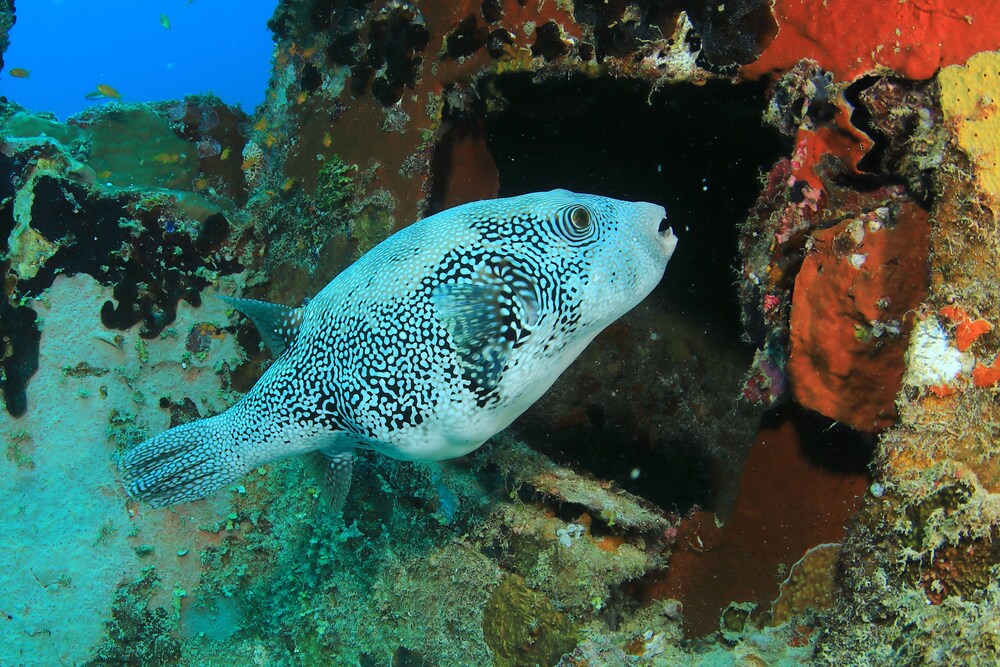 Mirihi Island Resort, Male 34/56