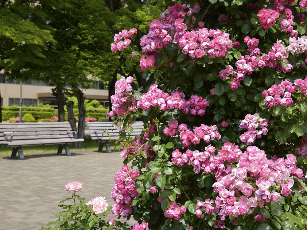 Sapporo View Hotel Odori Park 44/47
