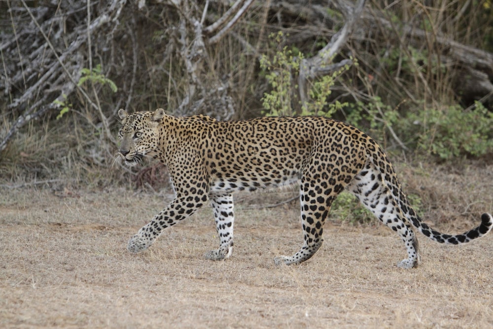 Wild Eco Safari 18/22