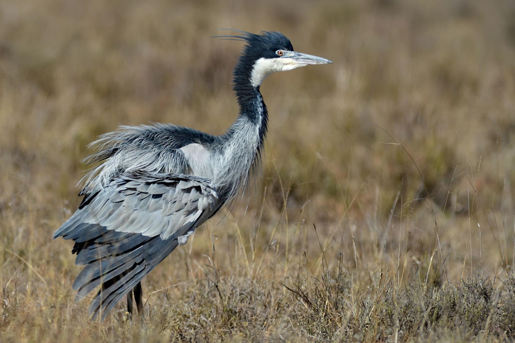 Shamwari Game Reserve - Eagles Crag 20/55