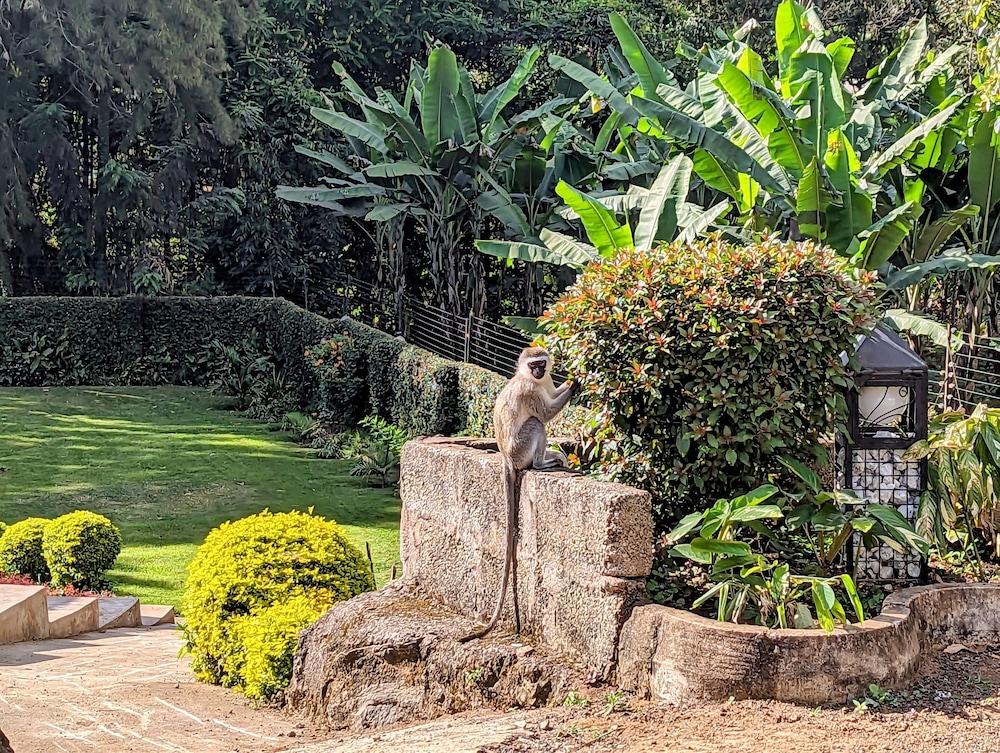 Mvuli Hotel 53/64