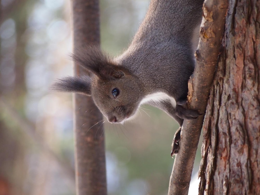 The Squirrel's Guesthouse Canterbury 12/39