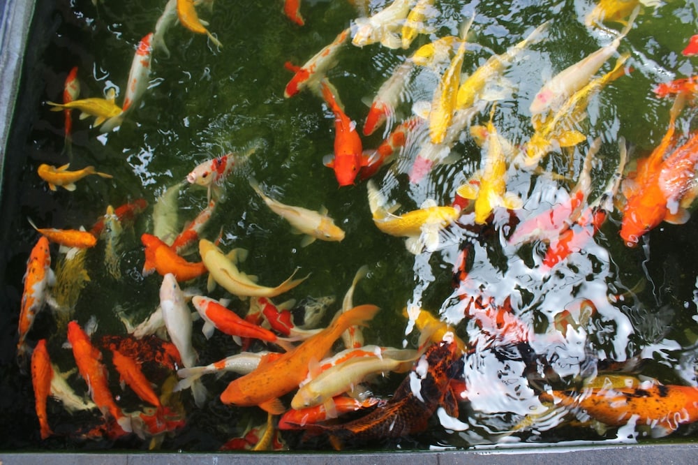 Kamuela Lagoi Bay Villas 44/52