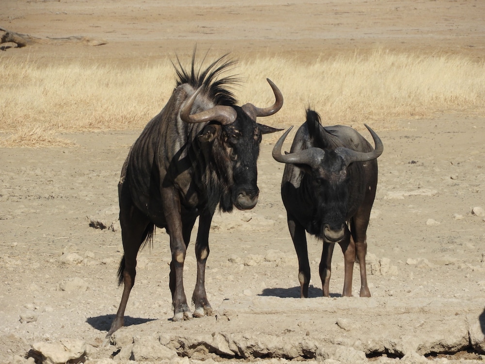 Wildehondekloof Private Game Reserve 30/72