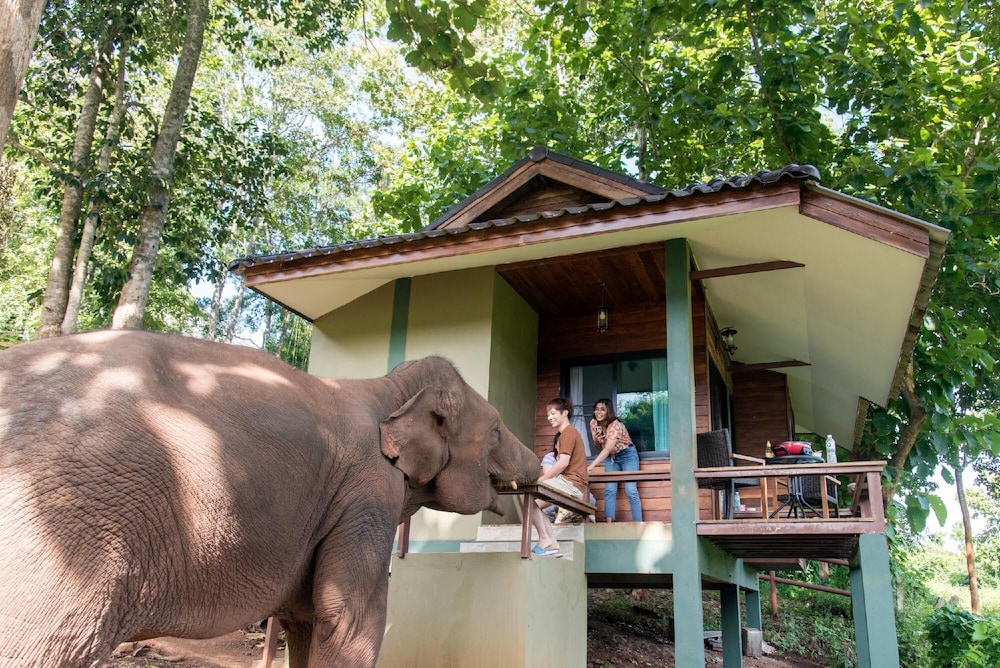 Chiang Mai Elephant Friends 4/50