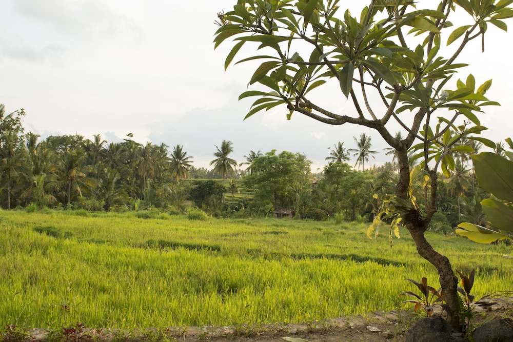 Mesari Hotel Ubud 82/88