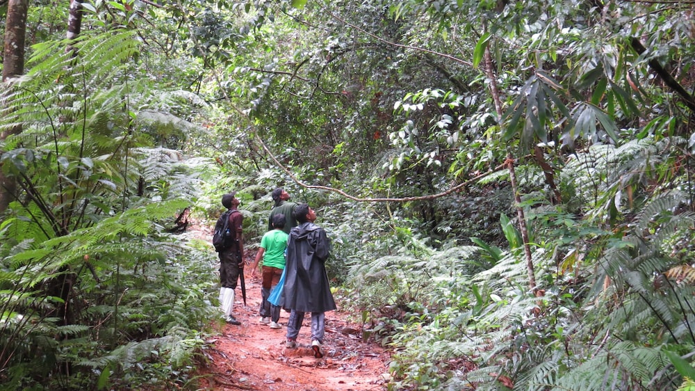 Mahoora Tented Safari Camp - Sinharaja 24/31