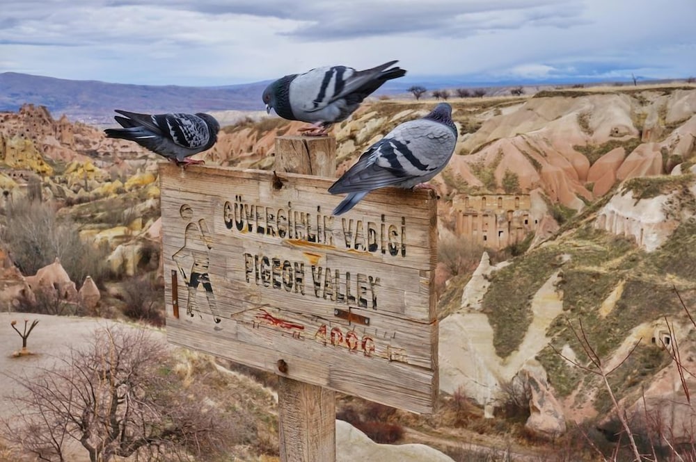 Alice in Cappadocia 1/46