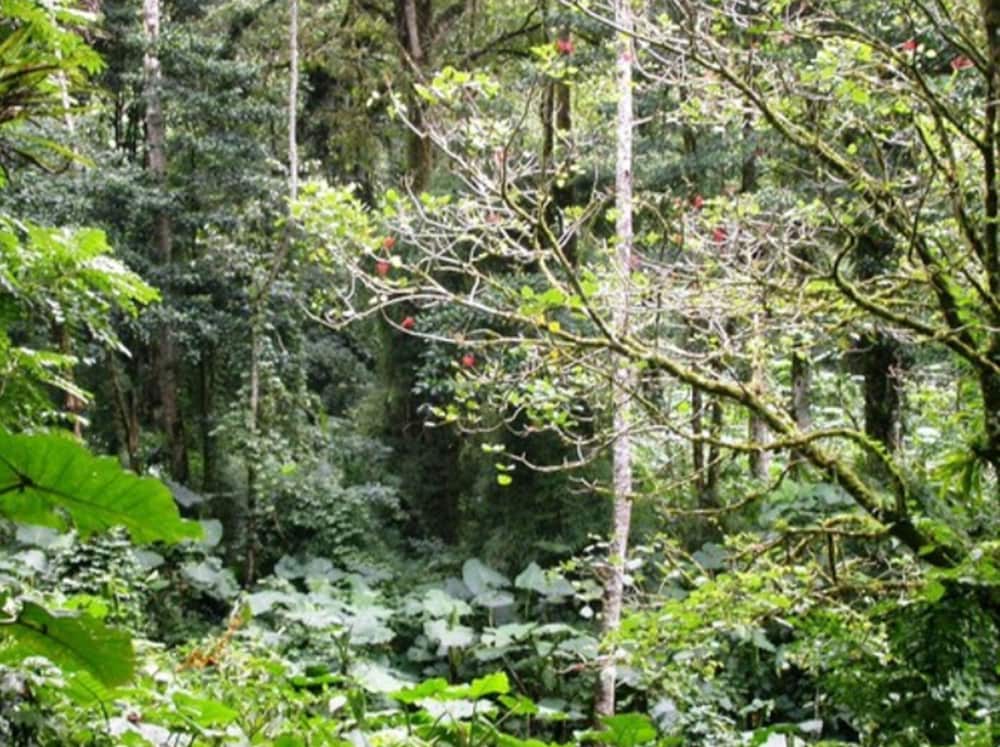 Bosque de Paz Lodge y Reserva Biologica 51/58