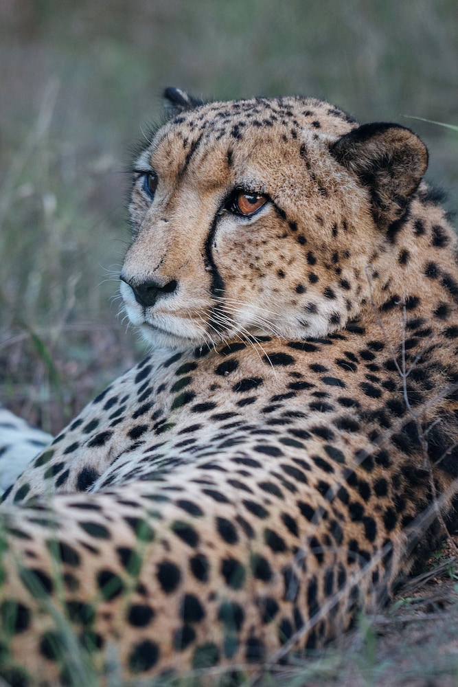 Chisomo Safari Lodge 4/48