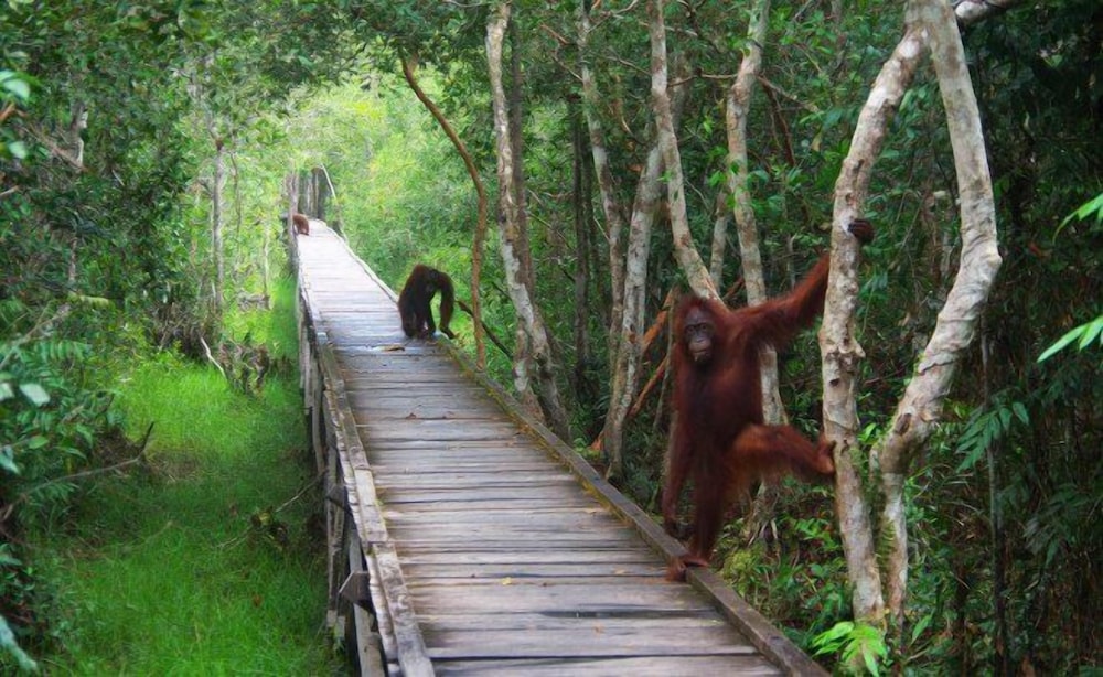 Rimba Orangutan Eco Lodge 36/43