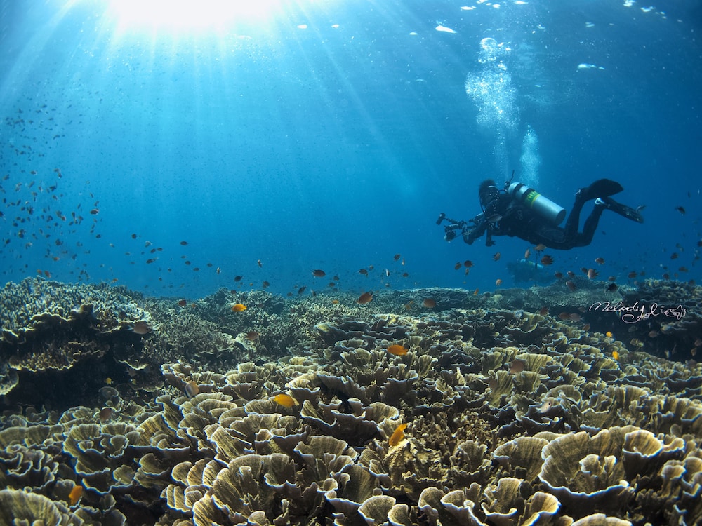 Turtle Bay Dive Resort 44/49