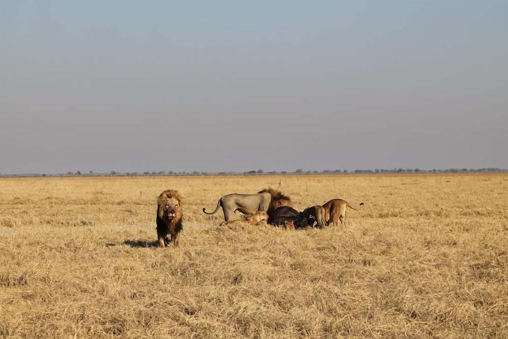 Khwai Tented Camp 21/50