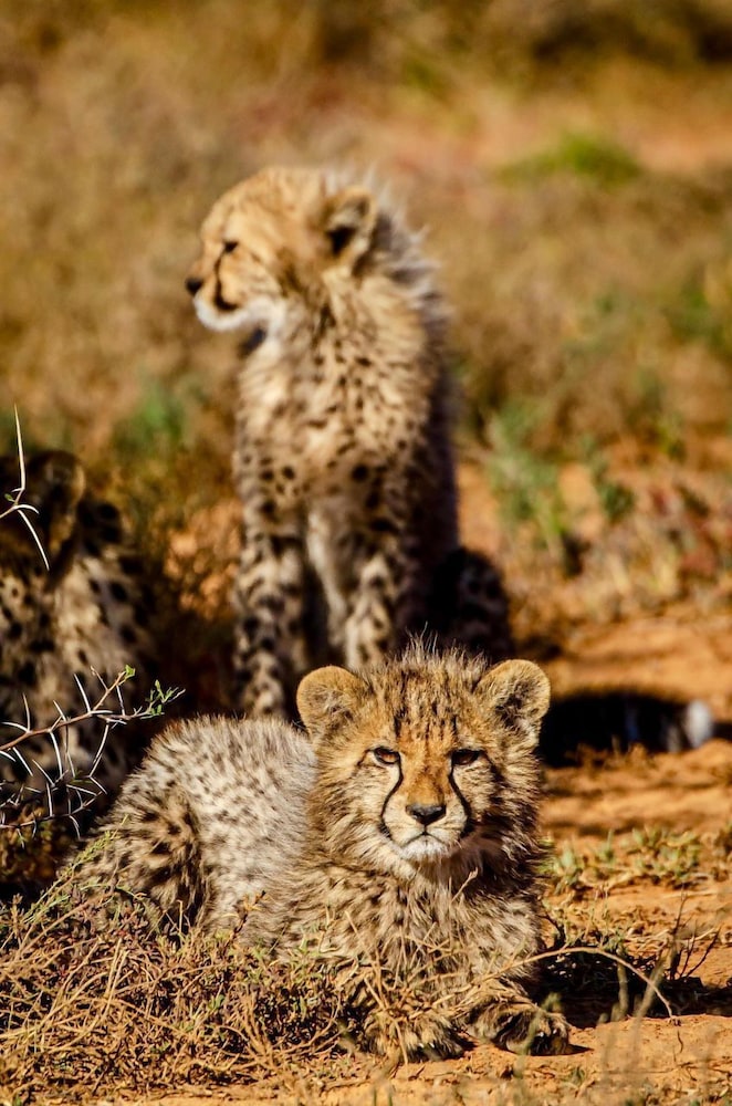 Kwandwe Private Game Reserve 11/50