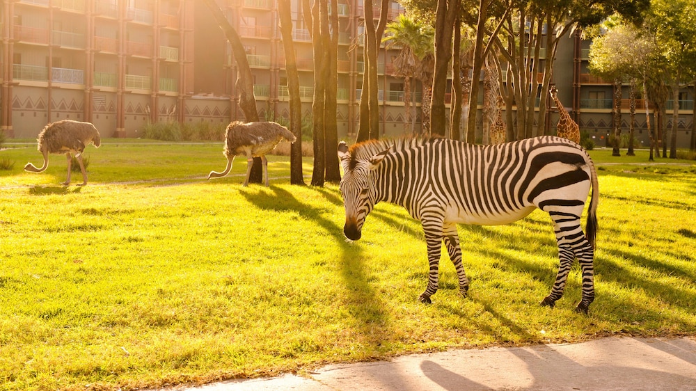 Disney Animal Kingdom Villas Kidani Village 42/50