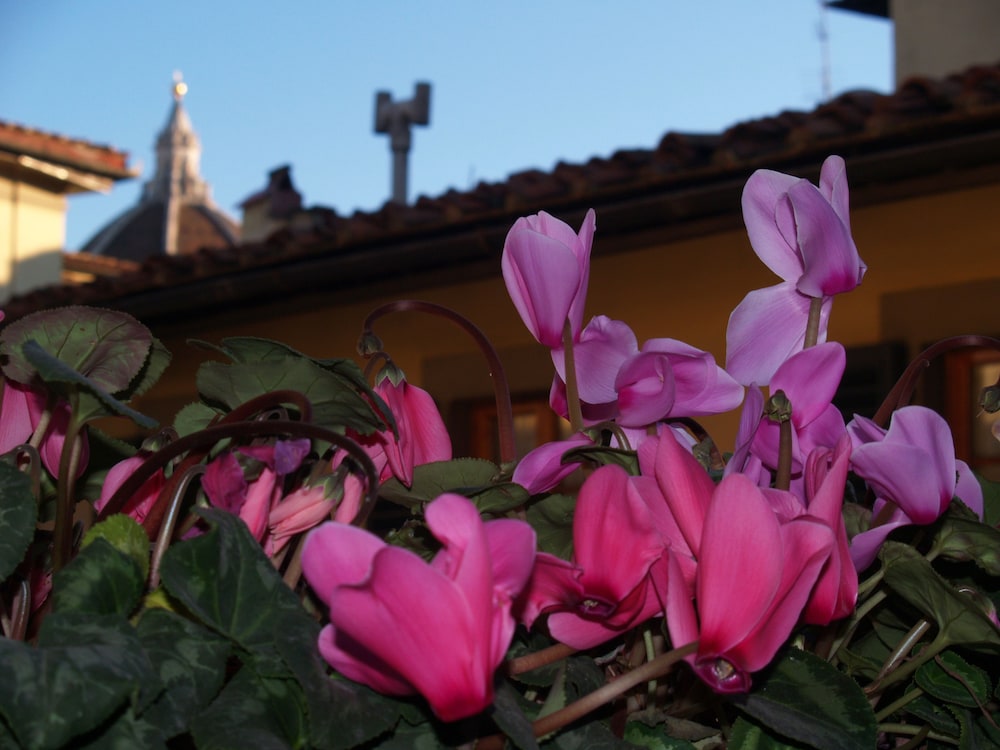 Hotel Botticelli 61/64