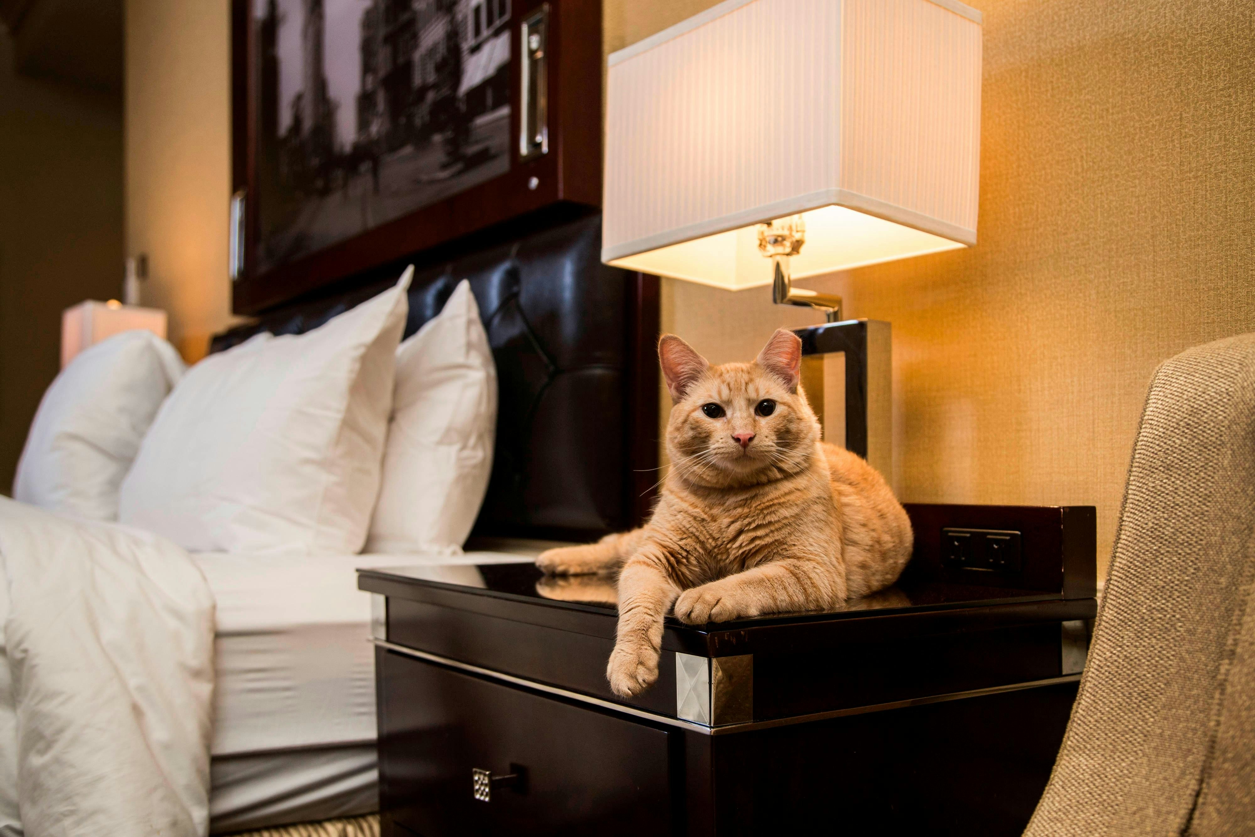 The Algonquin Hotel Times Square 3/13