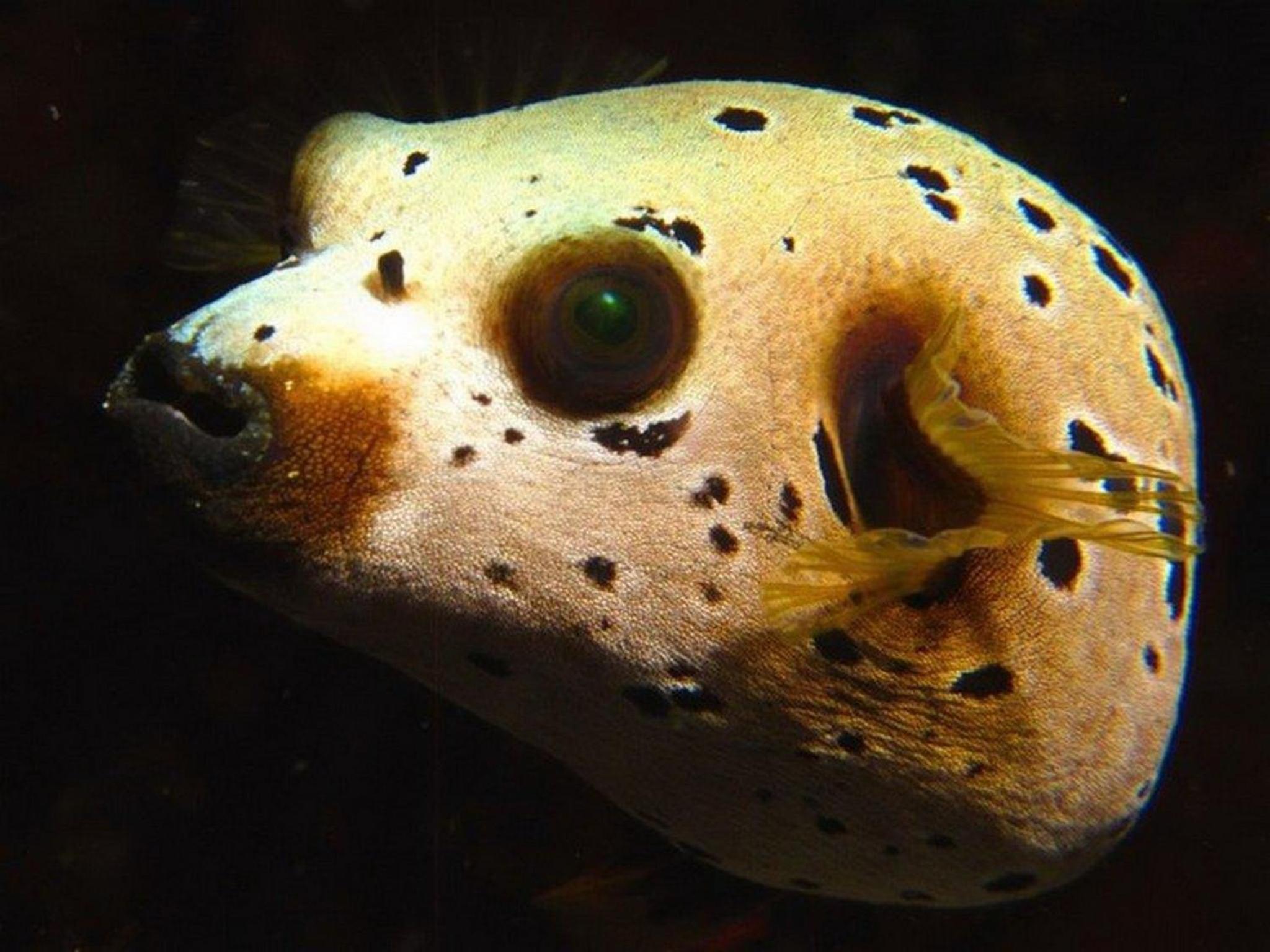 Tirton Dive Lodge 10/30