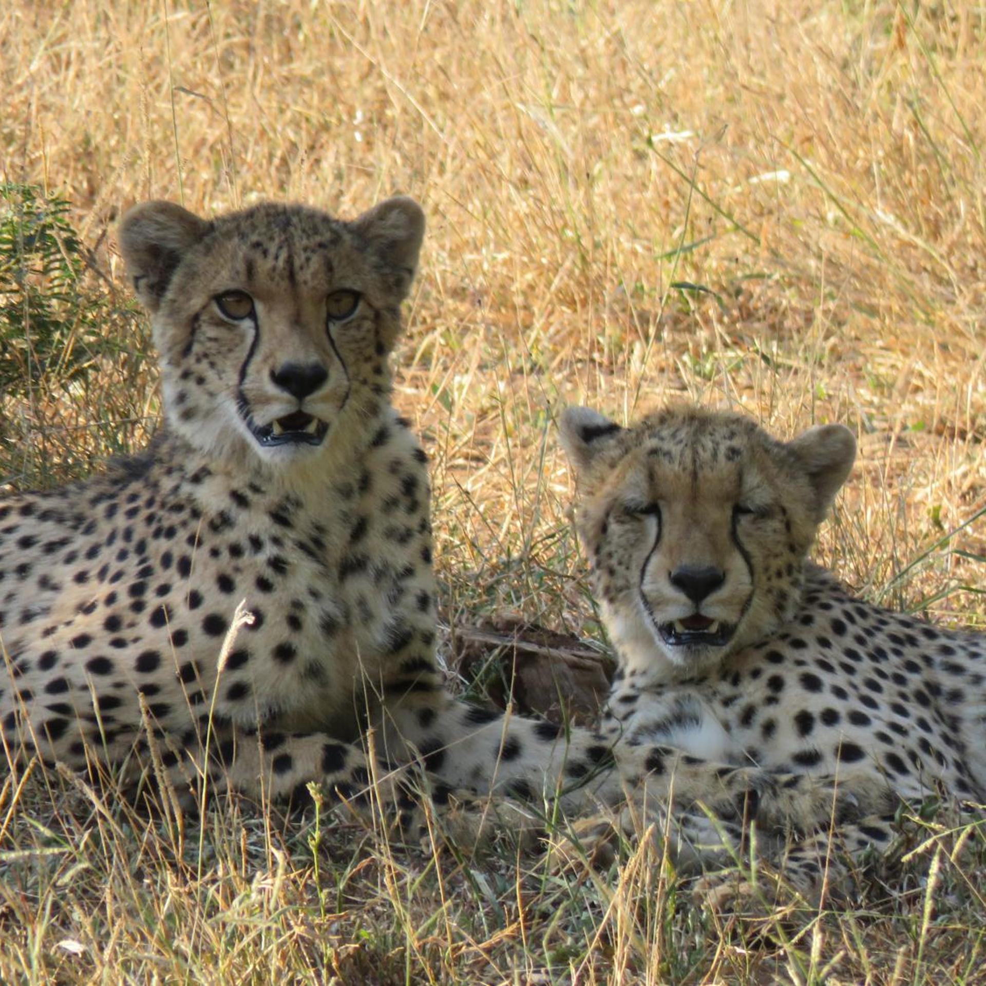 Sable Creek Safari Lodge 14/21