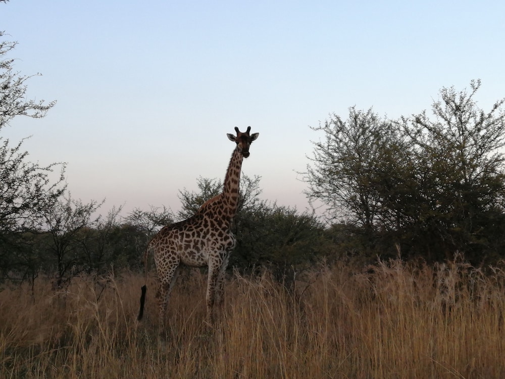 Ditholo Game Lodge 43/51