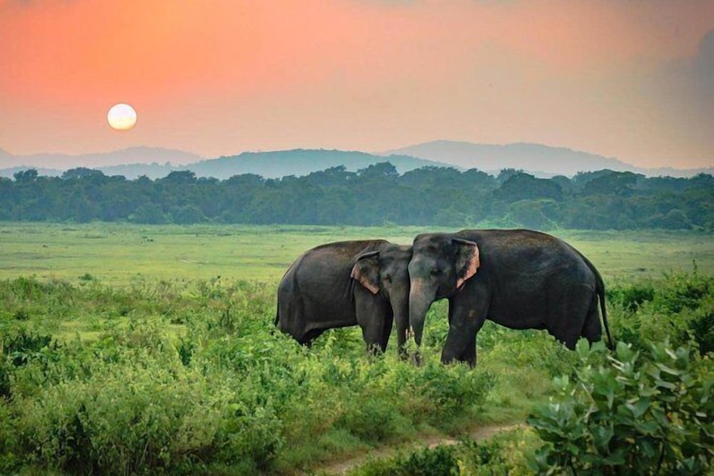 Elephant Rest Udawalawa 43/54