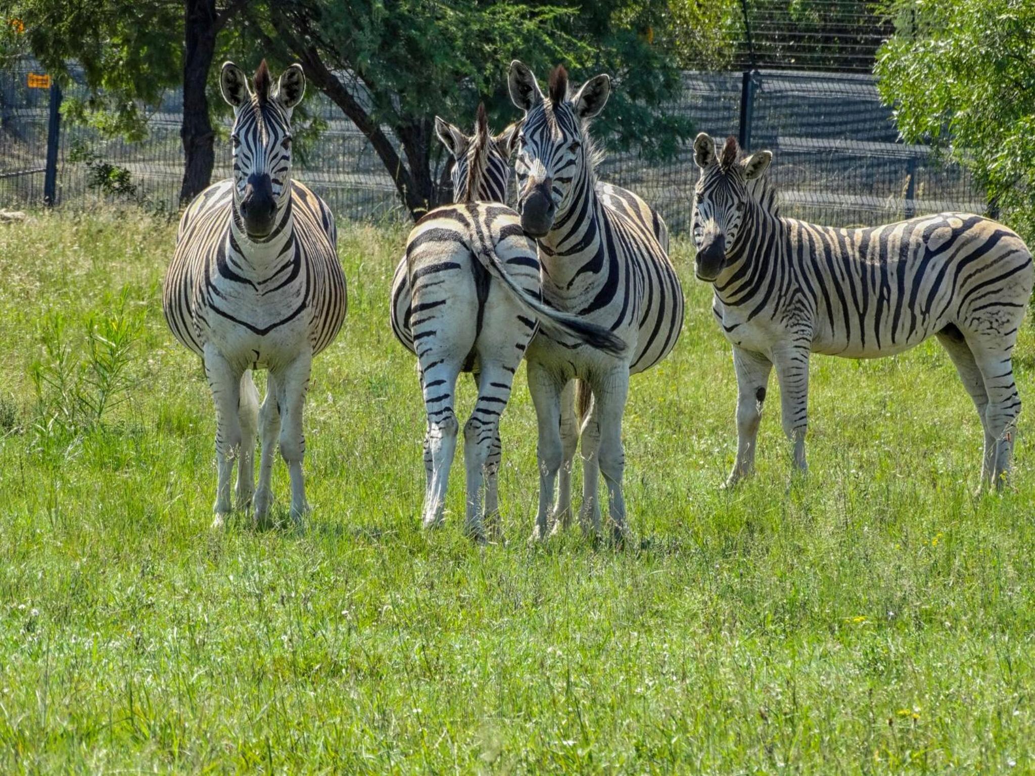 Naledi@53 Private Game Farm 39/50