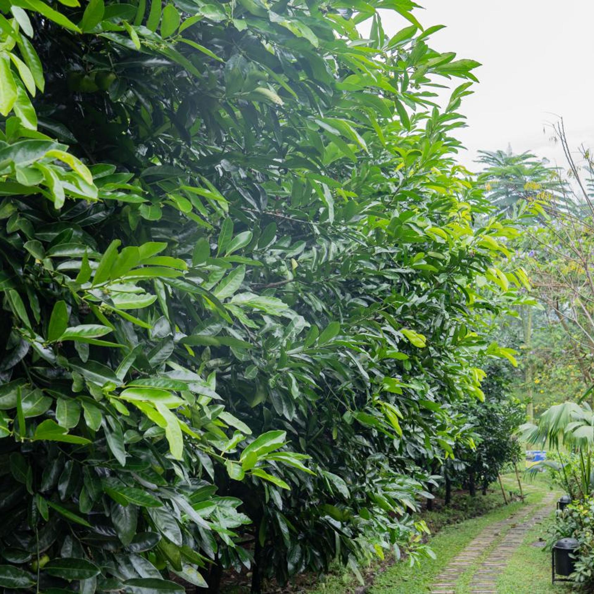 Leuweung Geledegan Ecolodge 45/51