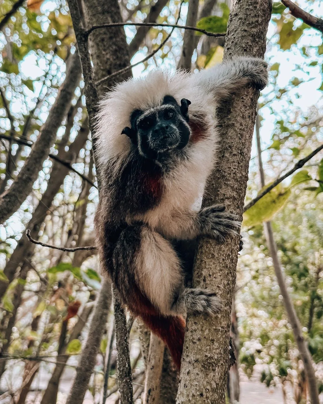 Isla Corona 21/21