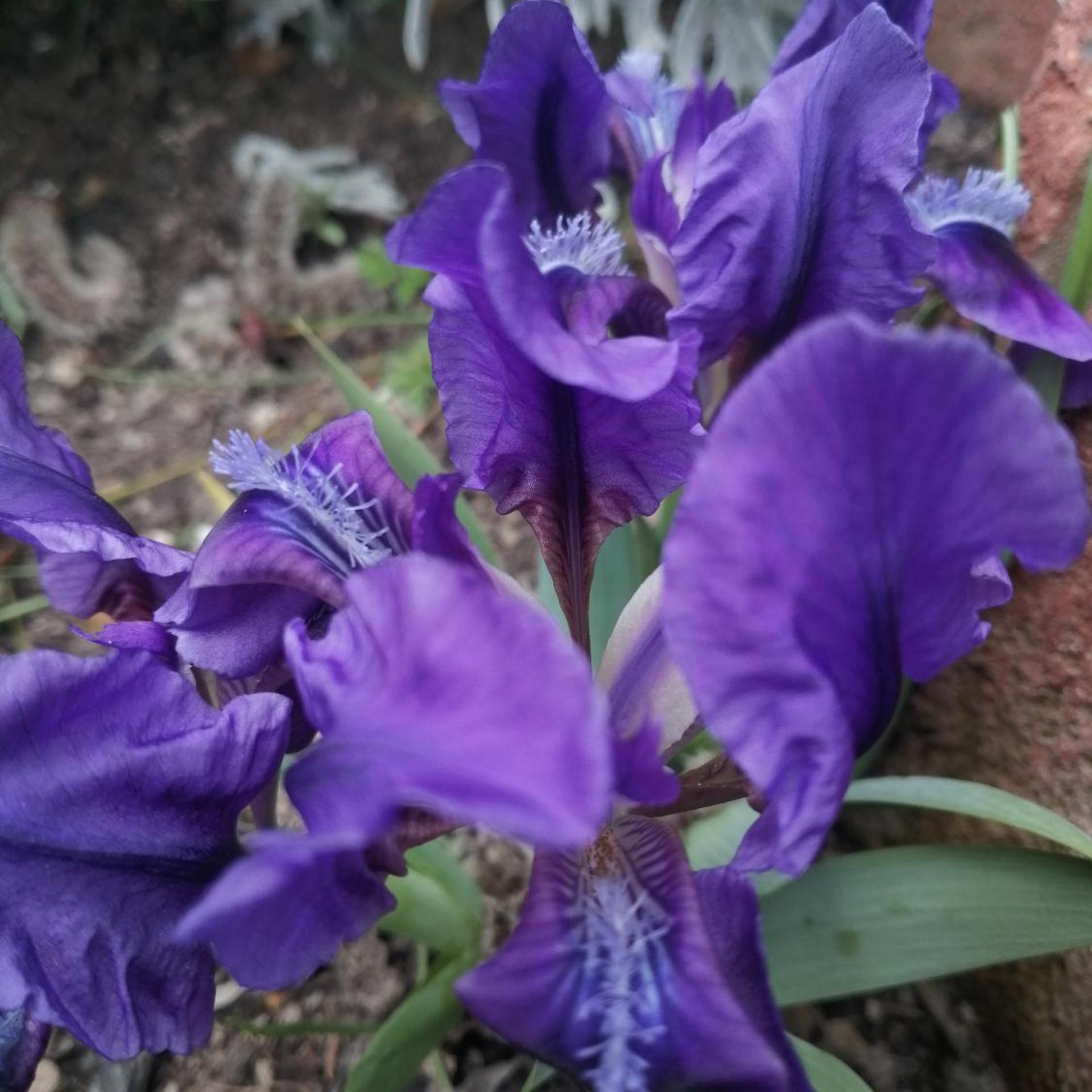 Trakia Garden photo4