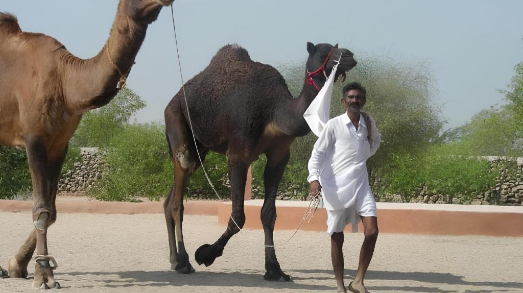 BISHNOI VILLAGE CAMP AND RESORT - 22 KM from Jodhpur 9/13