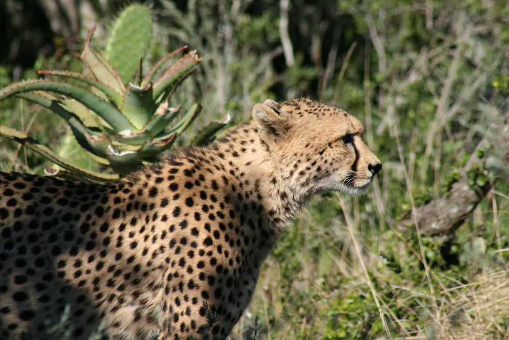 Amakhala Safari Lodge 35/50