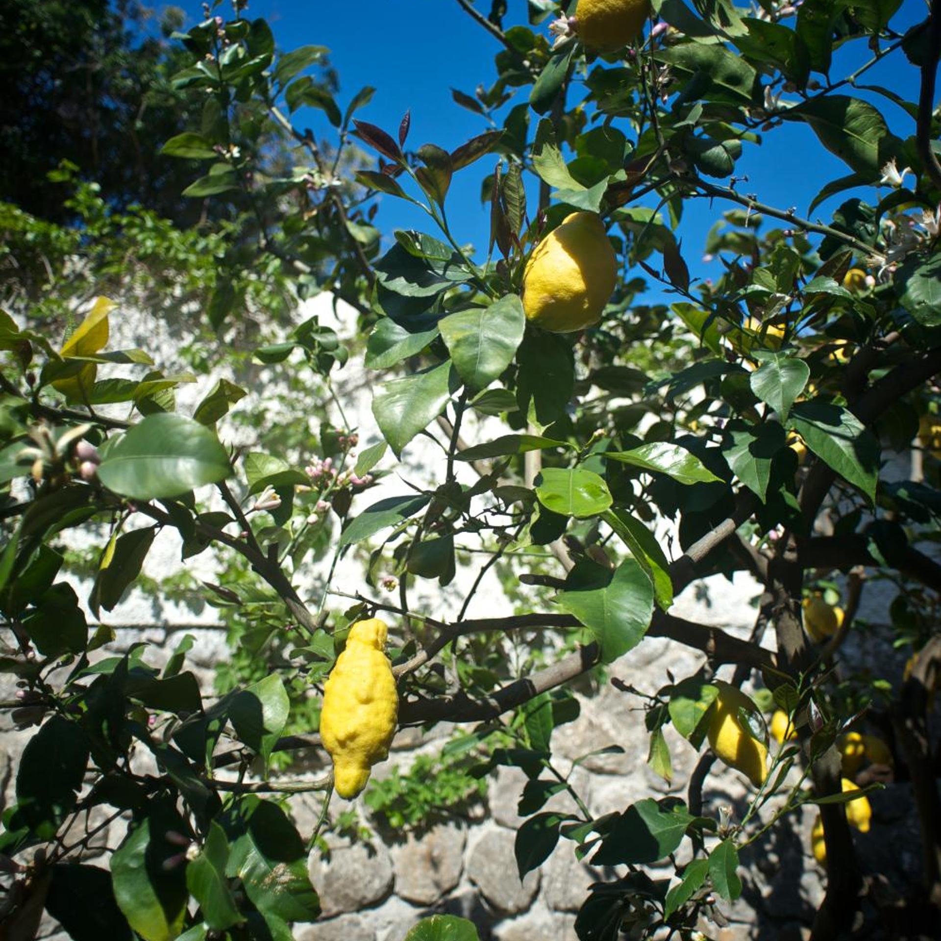 Hotel Corallo Lipari 43/49