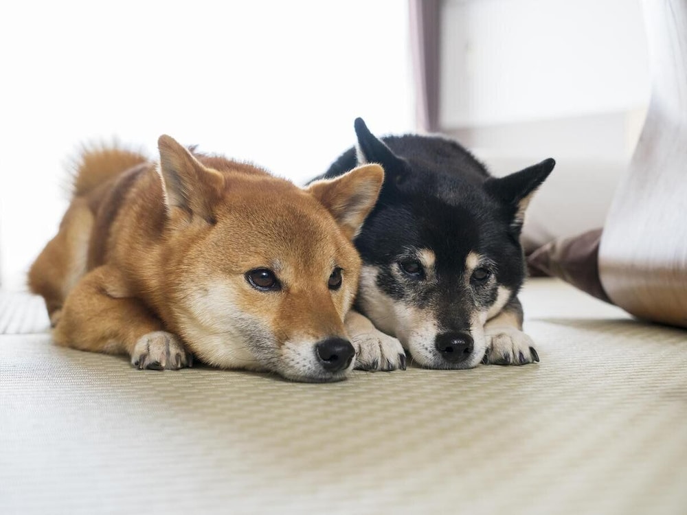 伊豆高原わんわんパラダイスホテル&コテージ 写真2