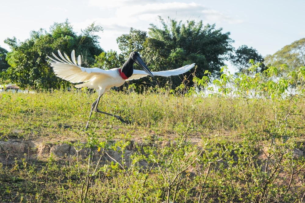 Pantanal Mato Grosso Hotel 61/69