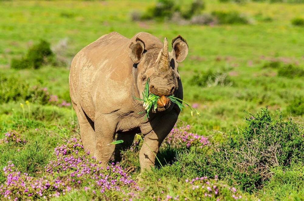Kwandwe Private Game Reserve 38/50