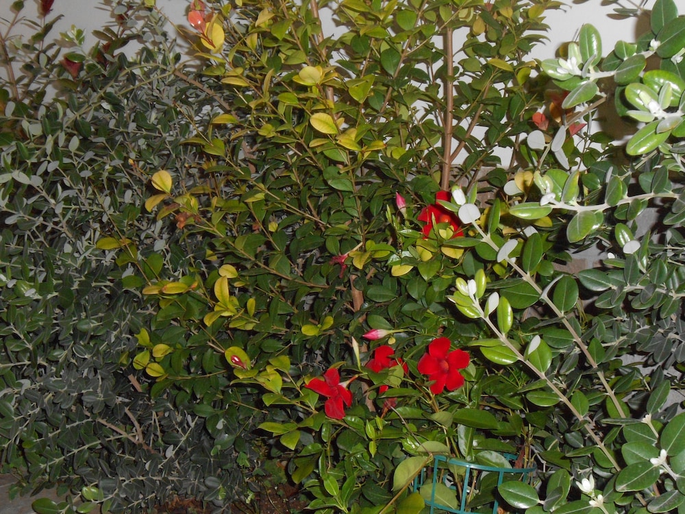 Alma Salento 19/24