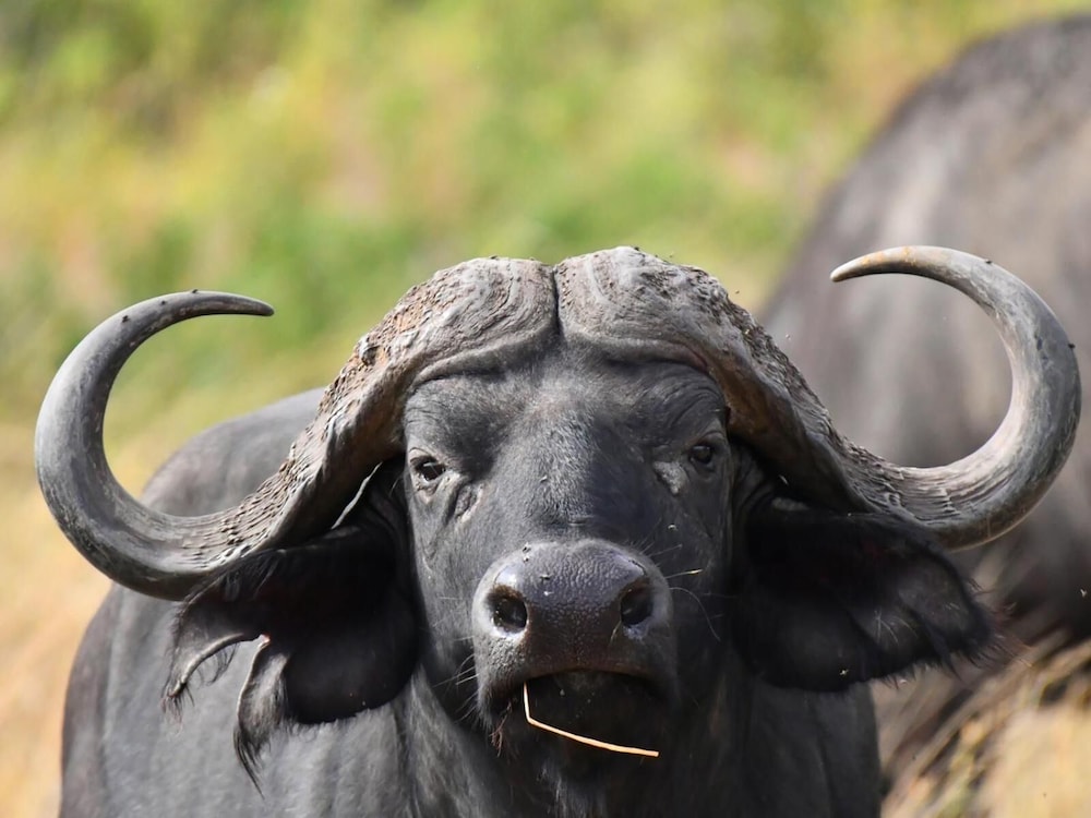 SERENGETI WILDEBEEST CAMP 34/55