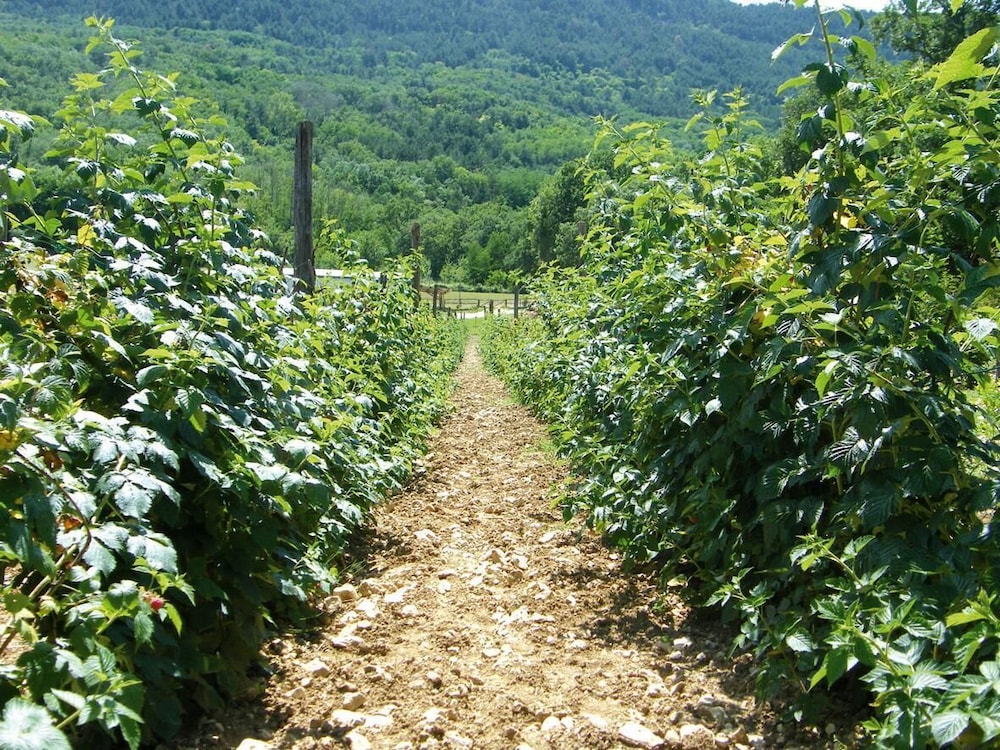 Fattoria Antica Forconia 17/24