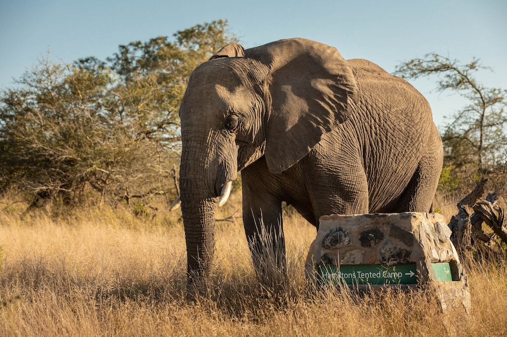 Hamilton Tented Camp 8/56