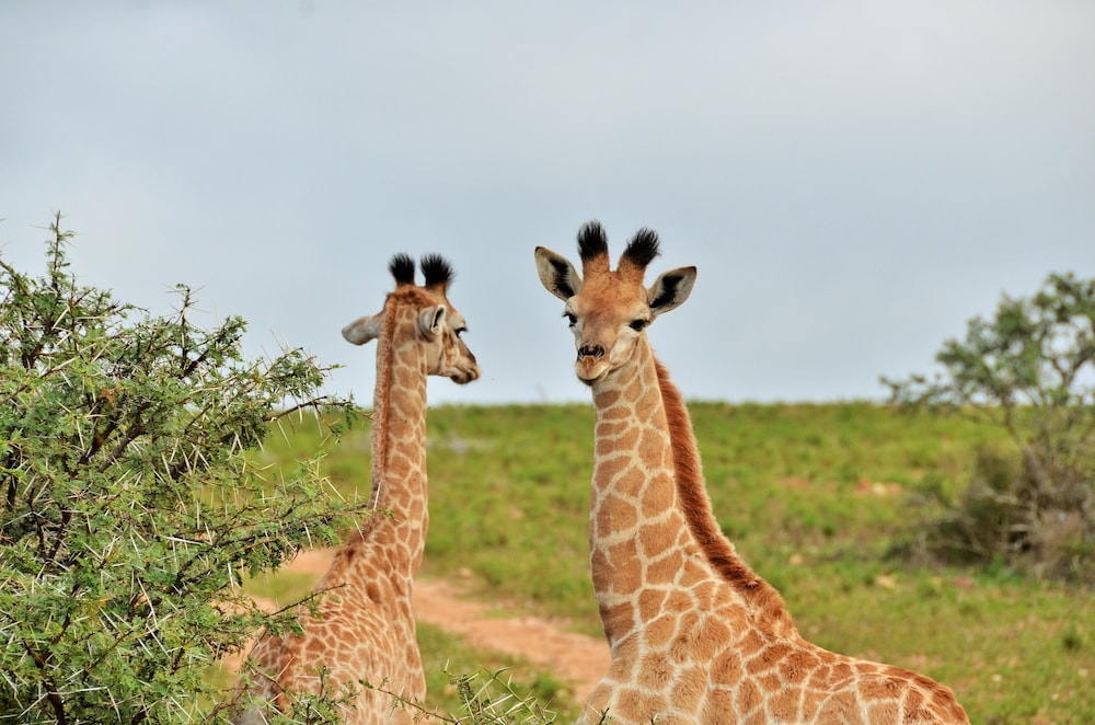 Garden Route Safari Camp 39/50